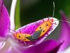 El impacto de la primavera en la sexualidad