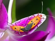 El impacto de la primavera en la sexualidad