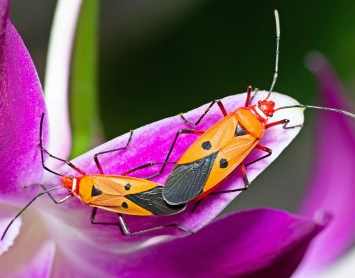 El impacto de la primavera en la sexualidad